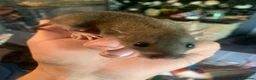 Rat rodents for sale: Dumbo Dwarf Rats - Advert 10