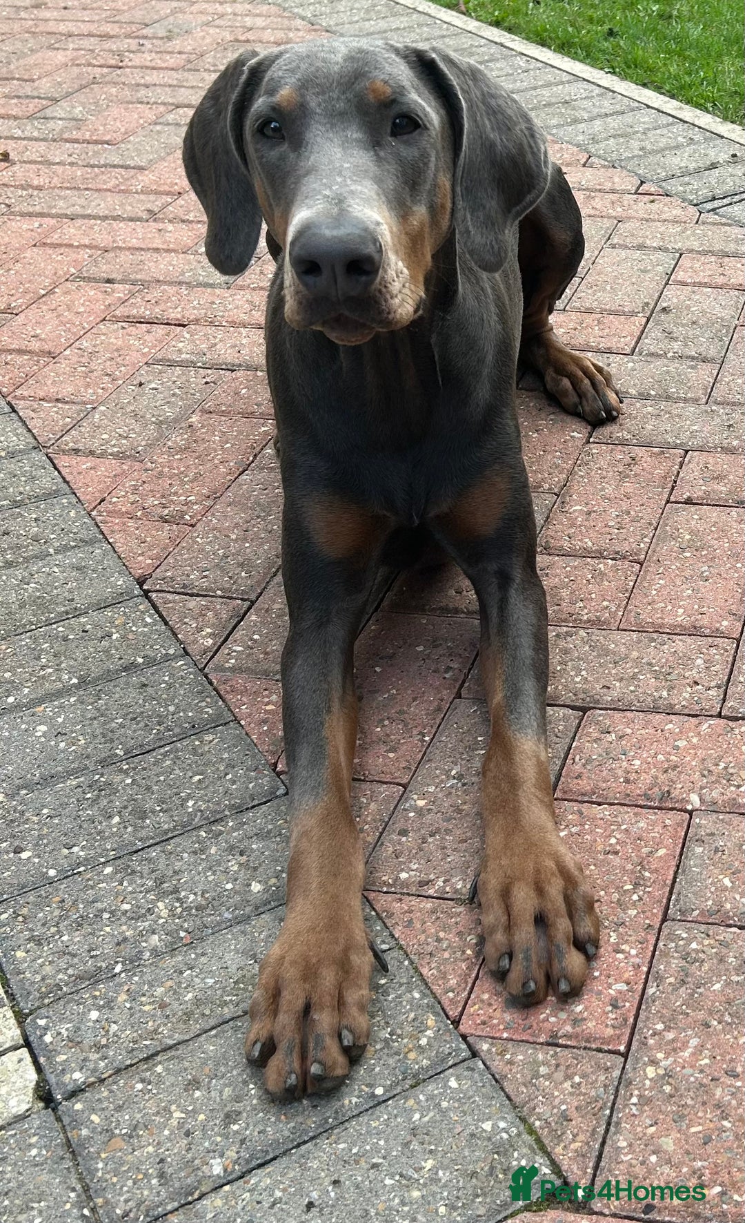 Dobermann dogs for sale: KC Registered Female Blue Doberman  - Advert 1