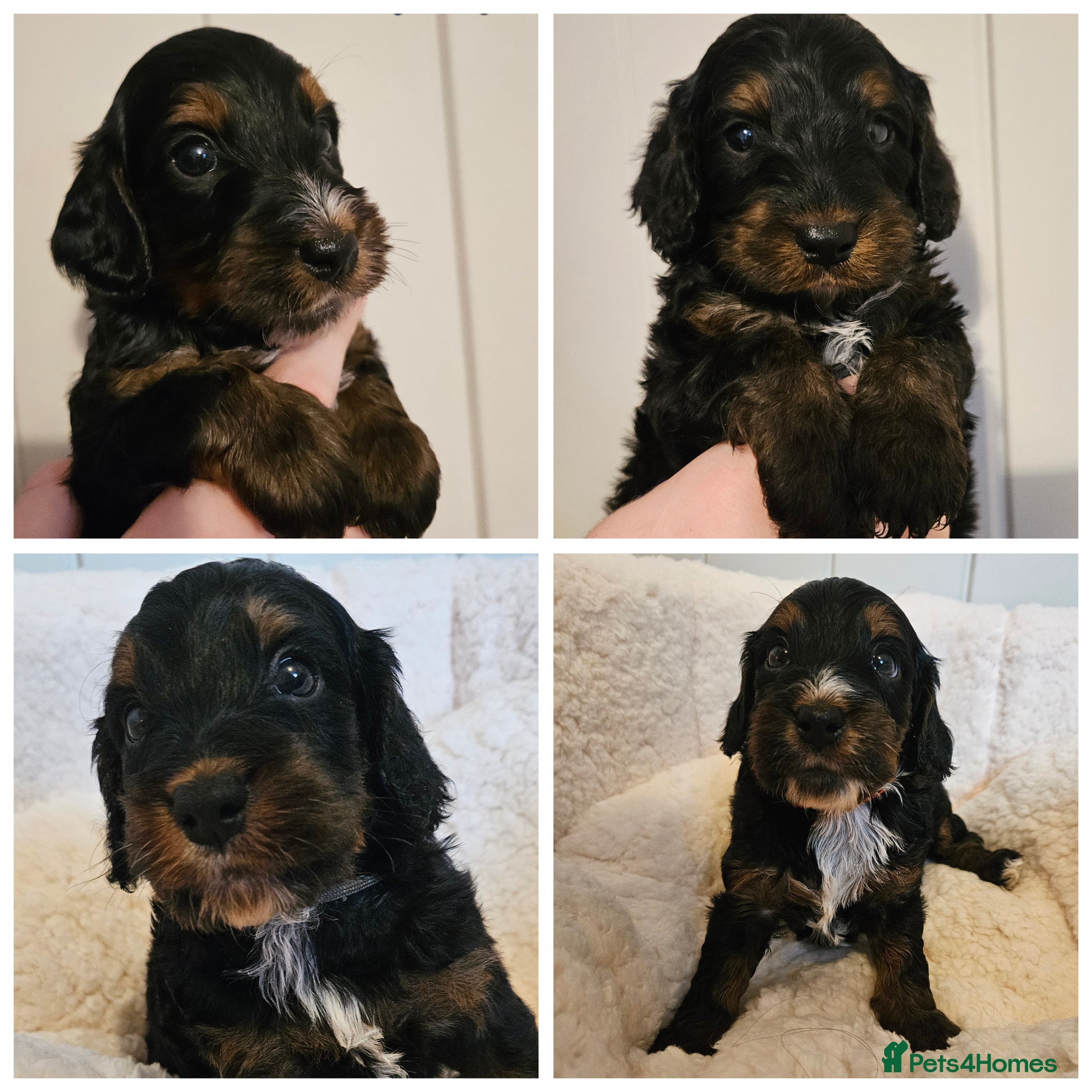 Cockapoo dogs Licensed insured breeder! Show-type cockapoo boys - Advert 1