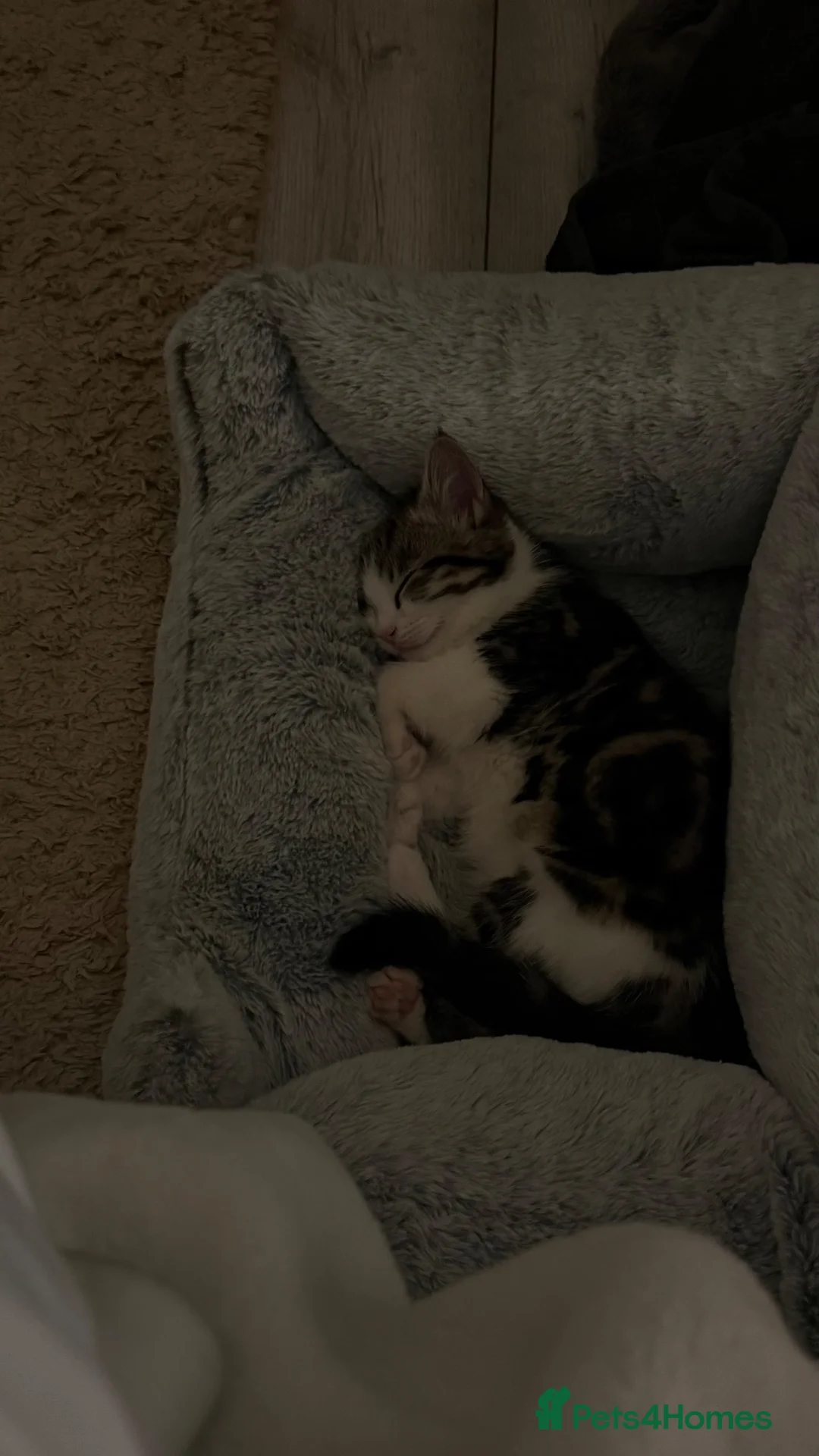 Mixed Breed cats for sale: Domestic shorthair mix with British shorthair  - Advert 5