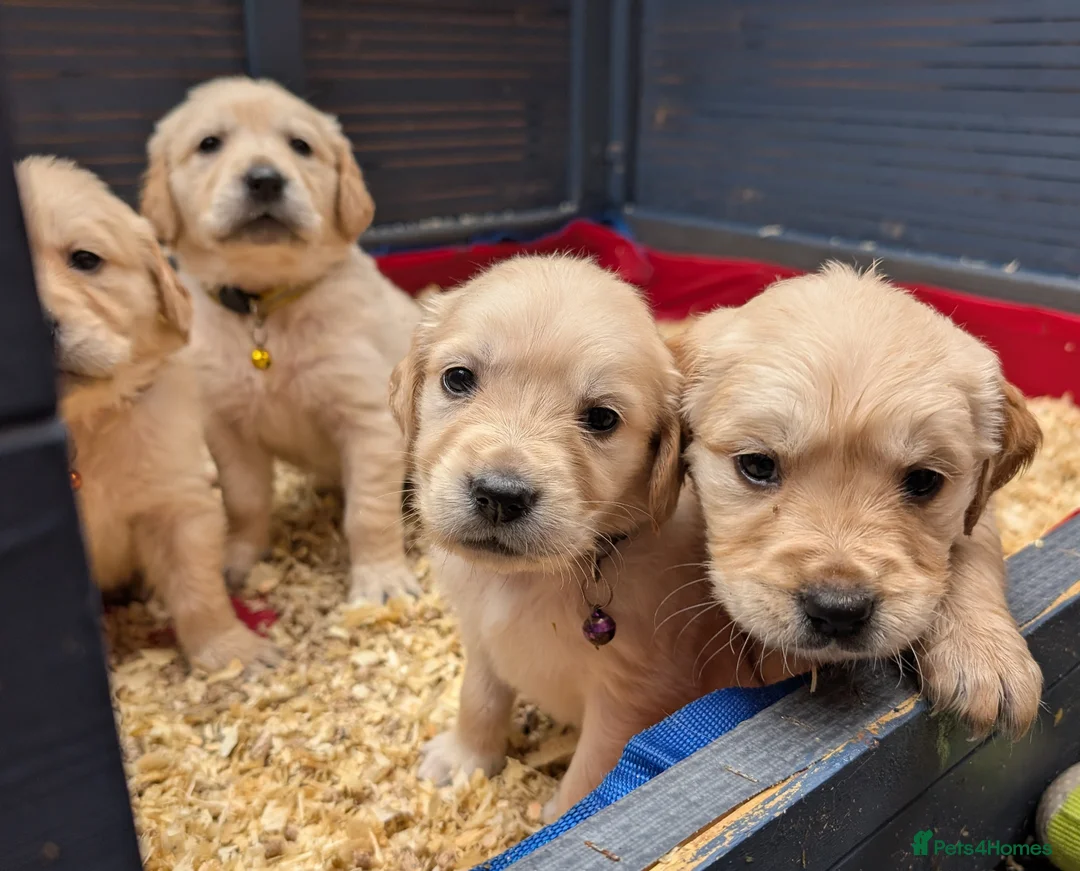 Golden Retriever dogs for stud: Catrigg macadamia (MAX) - Advert 27