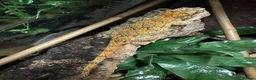 Gecko reptiles for sale: Gargoyle Gecko - Advert 2