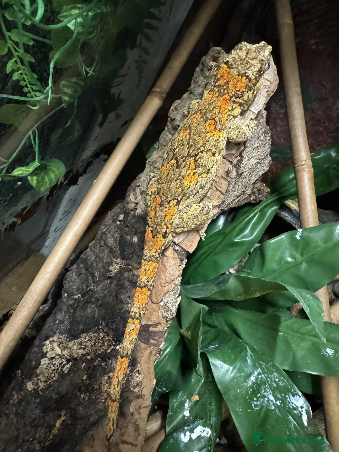 Gecko reptiles for sale: Gargoyle Gecko - Advert 2