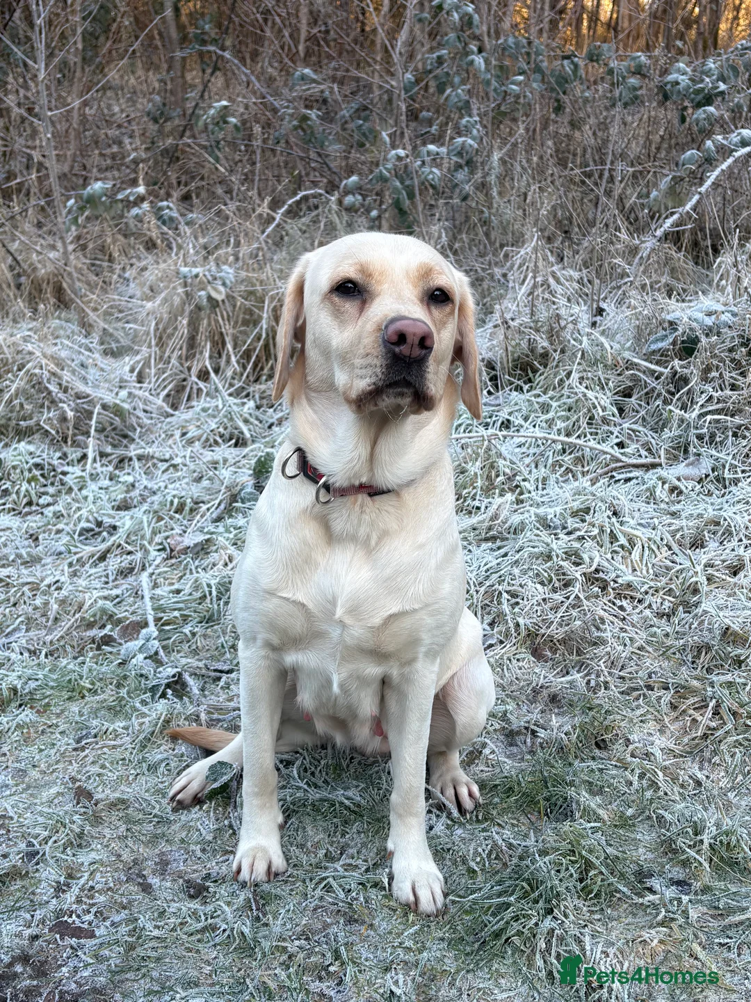 Labrador Retriever dogs for sale: Labrador Retriever Puppies - 6 Boys / 3 Girls - Advert 2