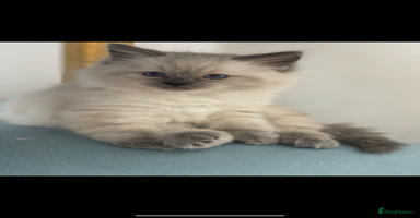 Ragdoll cats - Advert 13