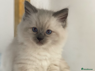 Ragdoll cats - Advert 5