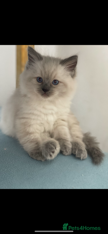 Ragdoll cats - Advert 3