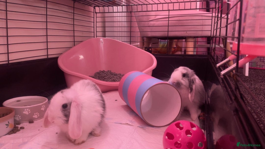 English Lop rabbits for sale: two baby bunnies grey and white  - Image 1