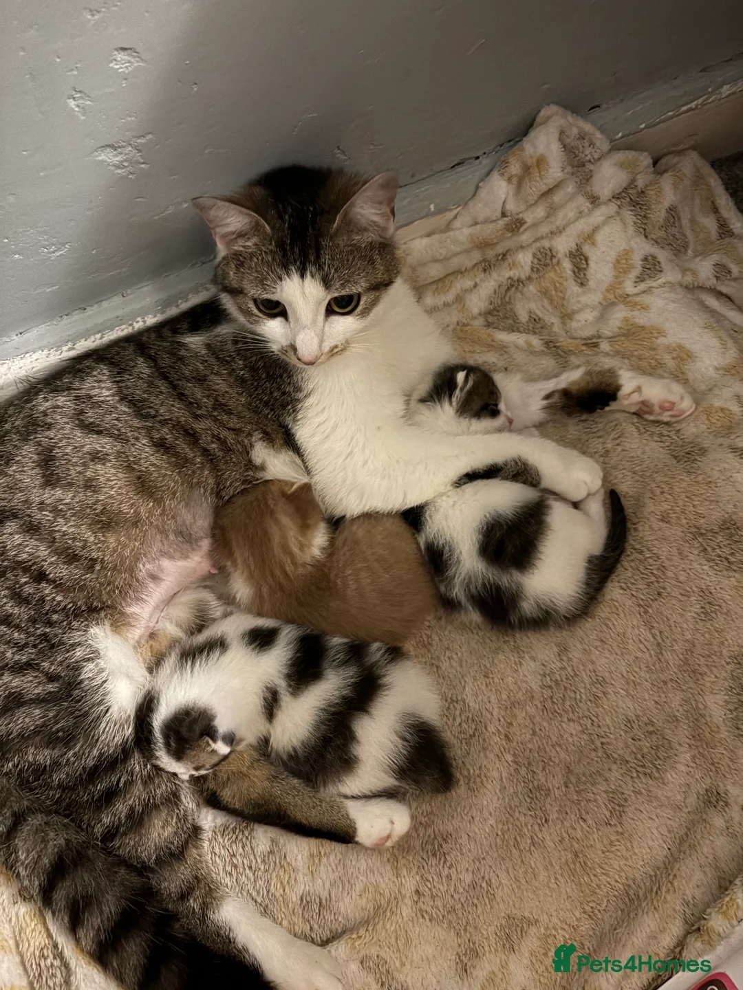 Domestic Shorthair cats for sale: Last lovely boy of a litter  in Bury Saint Edmunds - Advert 2