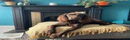 Cocker Spaniel dogs for sale: Last Puppy Available Calm Boy in Newton Abbot in Newton Abbot - Advert 2
