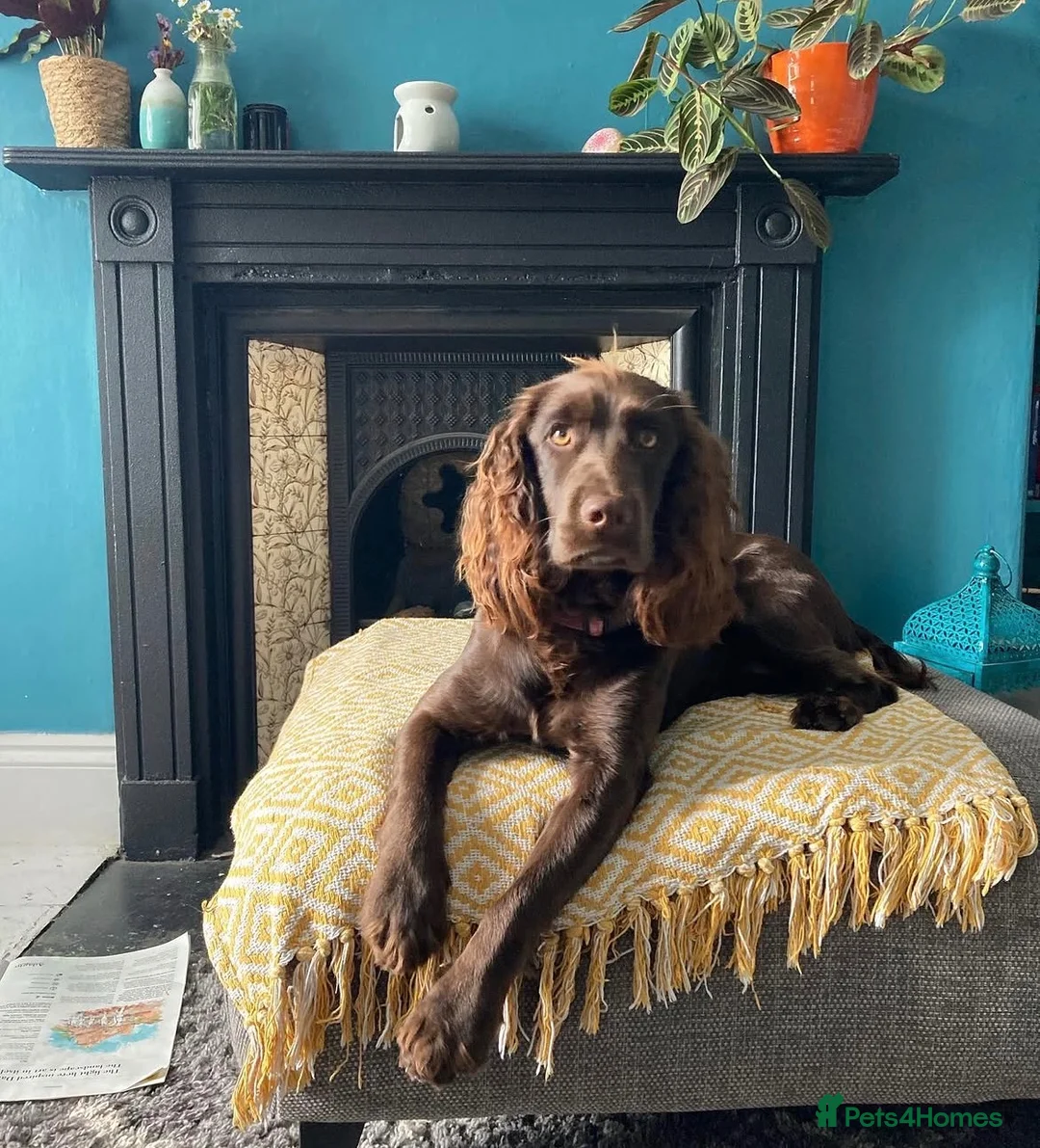 Cocker Spaniel dogs for sale: Last Puppy Available Calm Boy in Newton Abbot in Newton Abbot - Advert 2