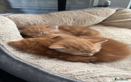 Mixed Breed cats for sale: Adorable fluffy ginger kittens  - Image 6