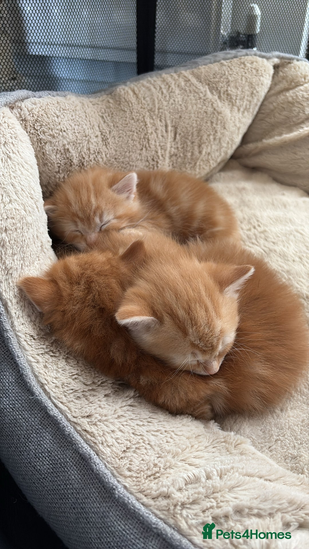Mixed Breed cats for sale: Adorable fluffy ginger kittens  - Image 6