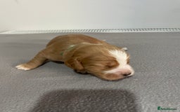 Cocker Spaniel dogs for sale: Cocker Spaniel Puppies - Advert 2