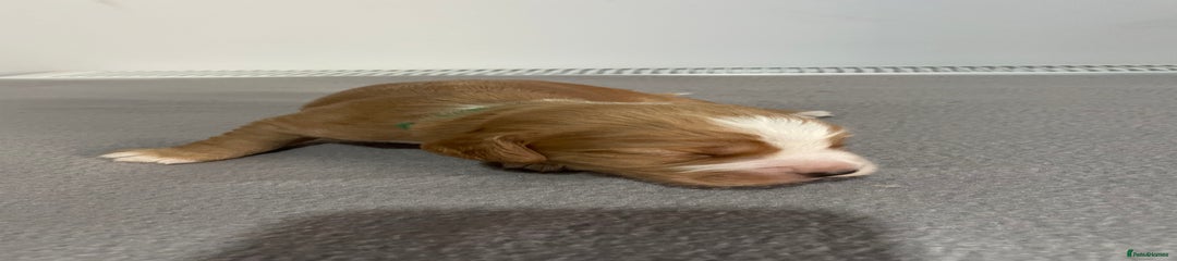 Cocker Spaniel Puppy Dark green male