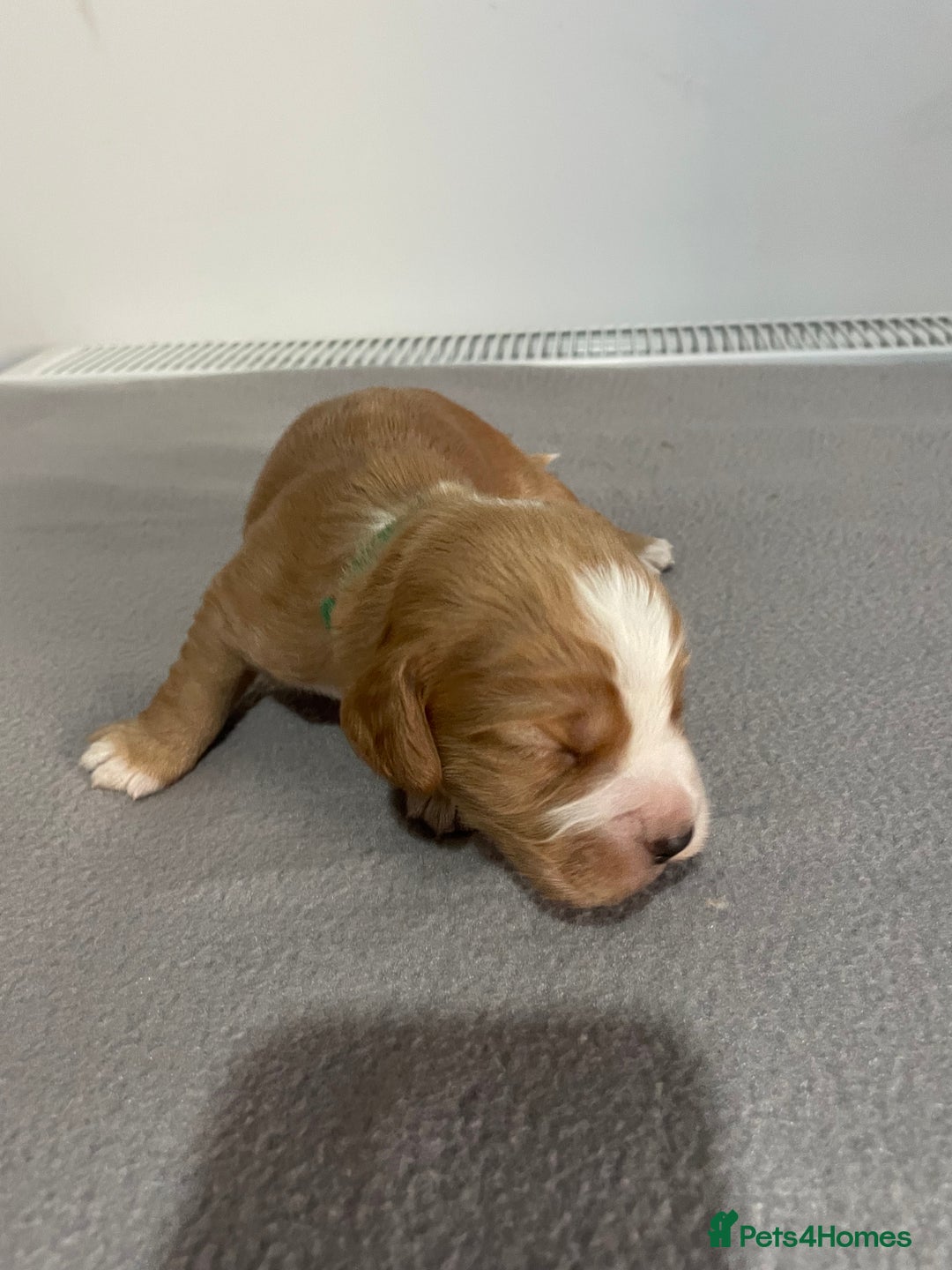 Cocker Spaniel dogs for sale: Cocker Spaniel Puppies - Advert 2