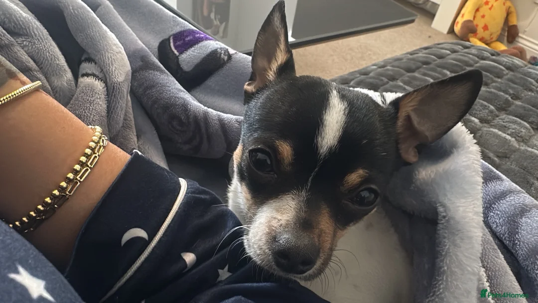 Chihuahua dogs for sale: Chihuahuas  - Advert 3
