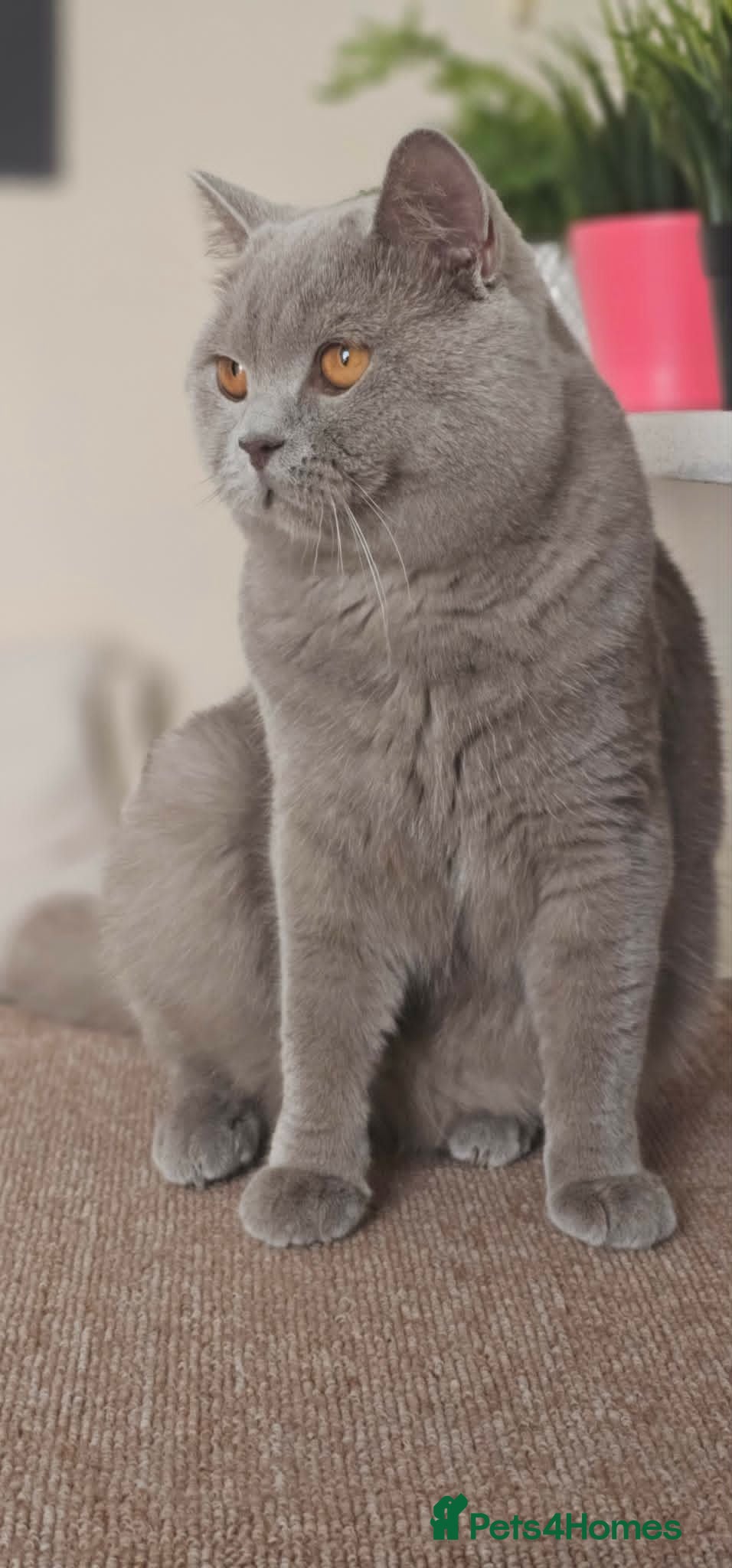 British Shorthair cats GCCF British Shorthair STUD - Advert 2