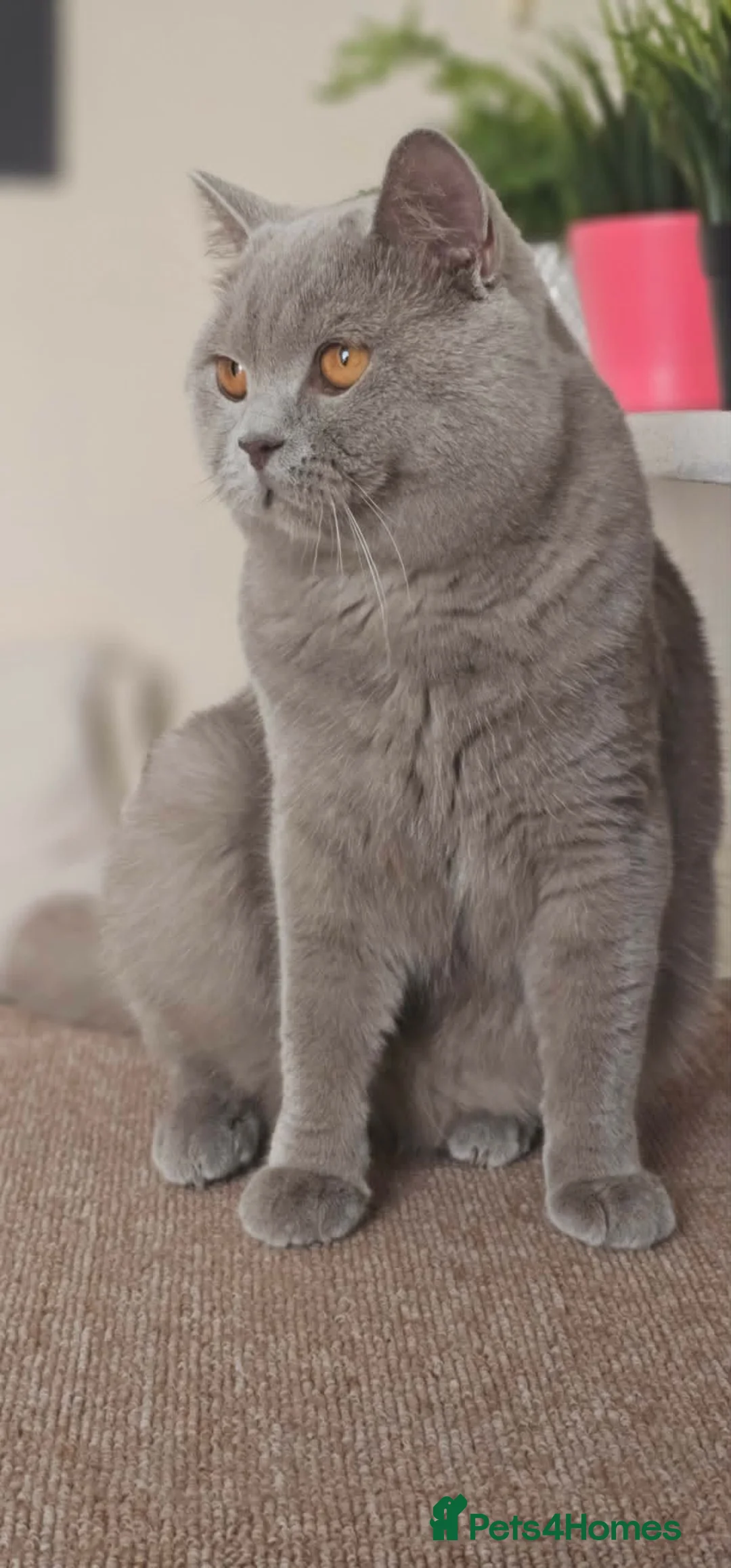 British Shorthair cats for stud: GCCF British Shorthair STUD - Advert 2