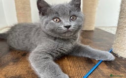 British Shorthair cats for sale: British short hair boy - Image 6
