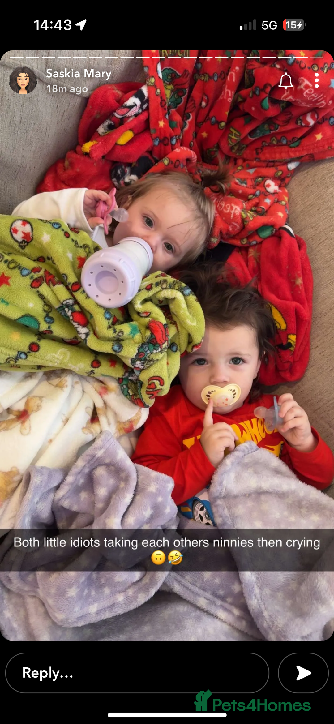 Cockapoo dogs for sale: Cockapoo puppy’s  - Advert 5