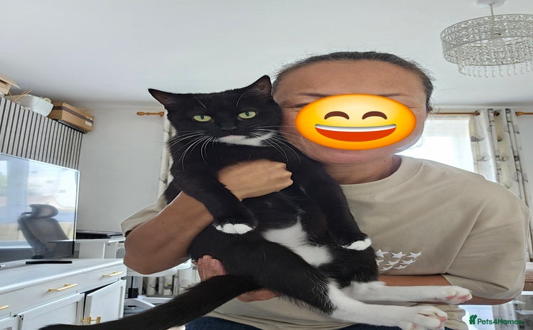 Mixed Breed cats - Advert 4