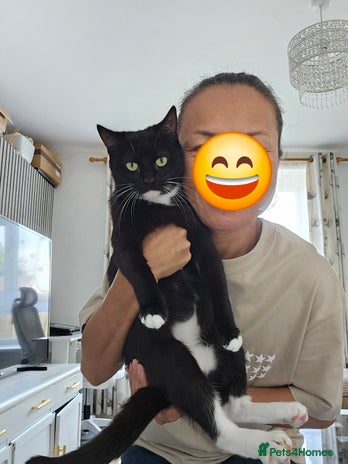 Mixed Breed cats - Advert 4