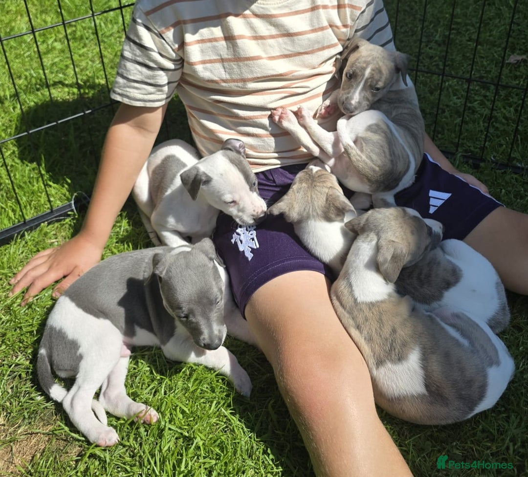 Whippet dogs for sale: Whippet puppies for sale - Image 2