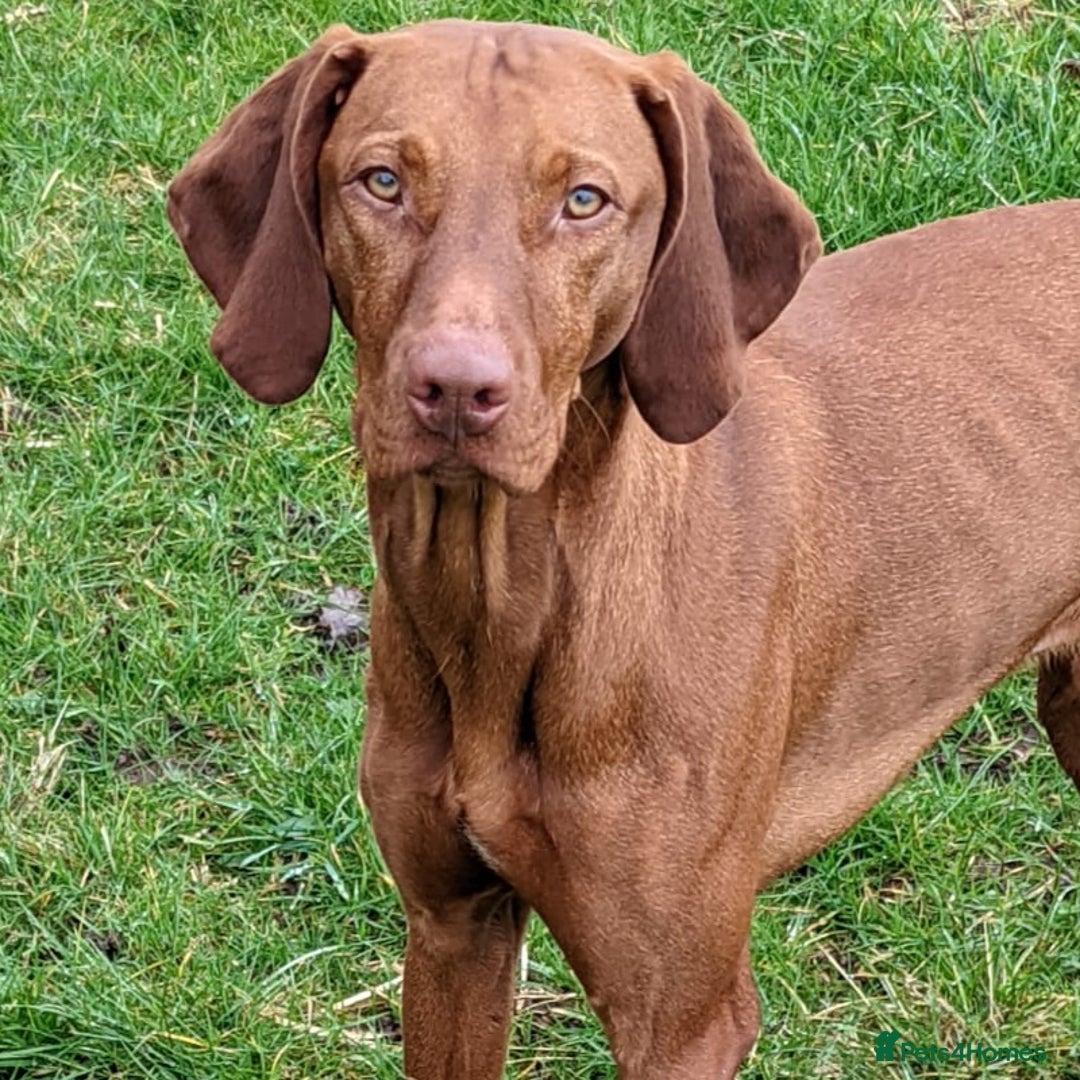Hungarian Vizsla dogs for stud: PROVEN - REDBACK CHIEF UNDER GELTWOOD in Carlisle - Image 3