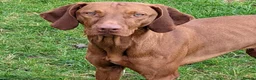Hungarian Vizsla dogs for stud: PROVEN - REDBACK CHIEF UNDER GELTWOOD in Carlisle - Advert 3