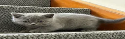 British Shorthair cats for sale: SOLD Only one Purebred Britishshorthair girls  - Advert 21