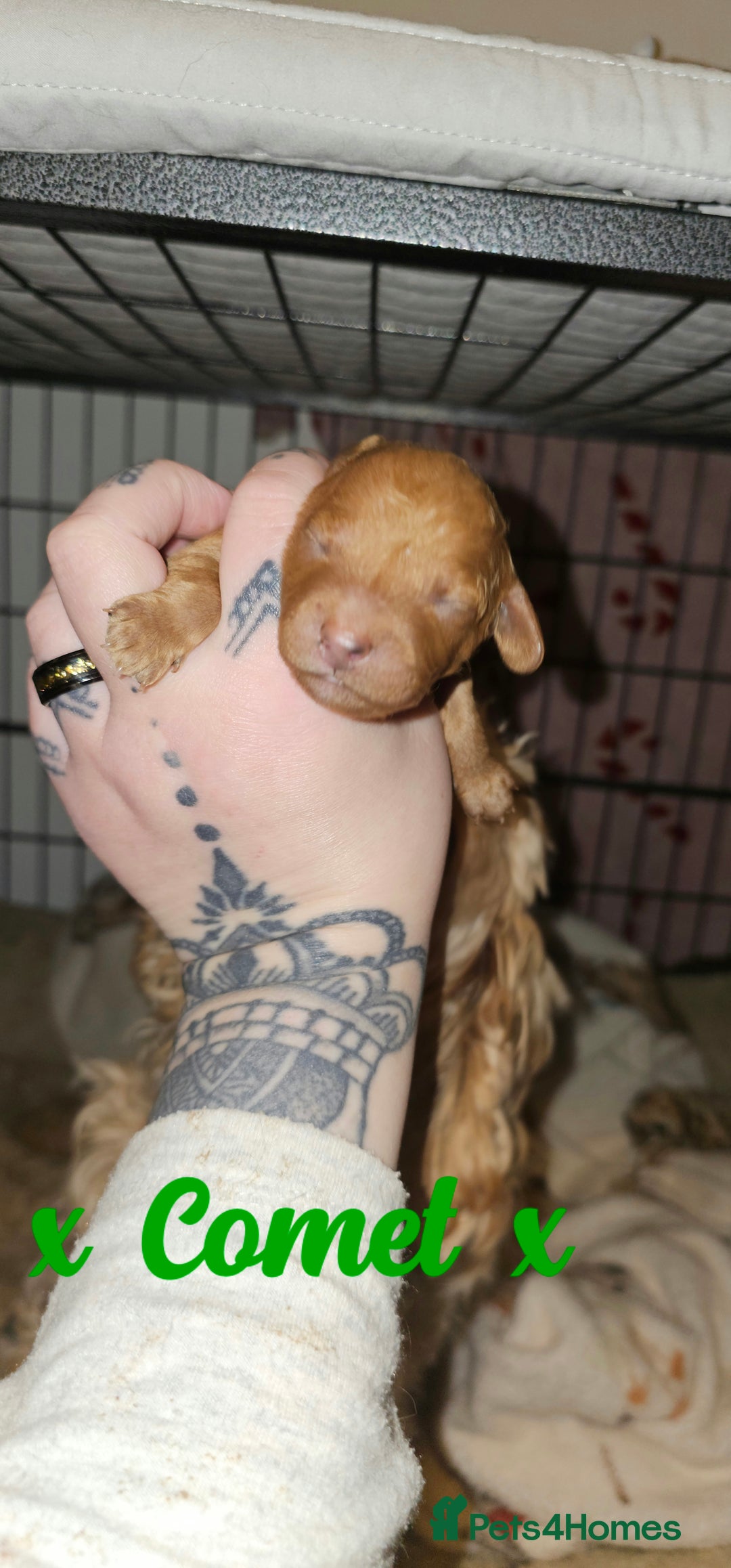 Cavapoo dogs for sale: Delightful Cavapoo puppies - Advert 18