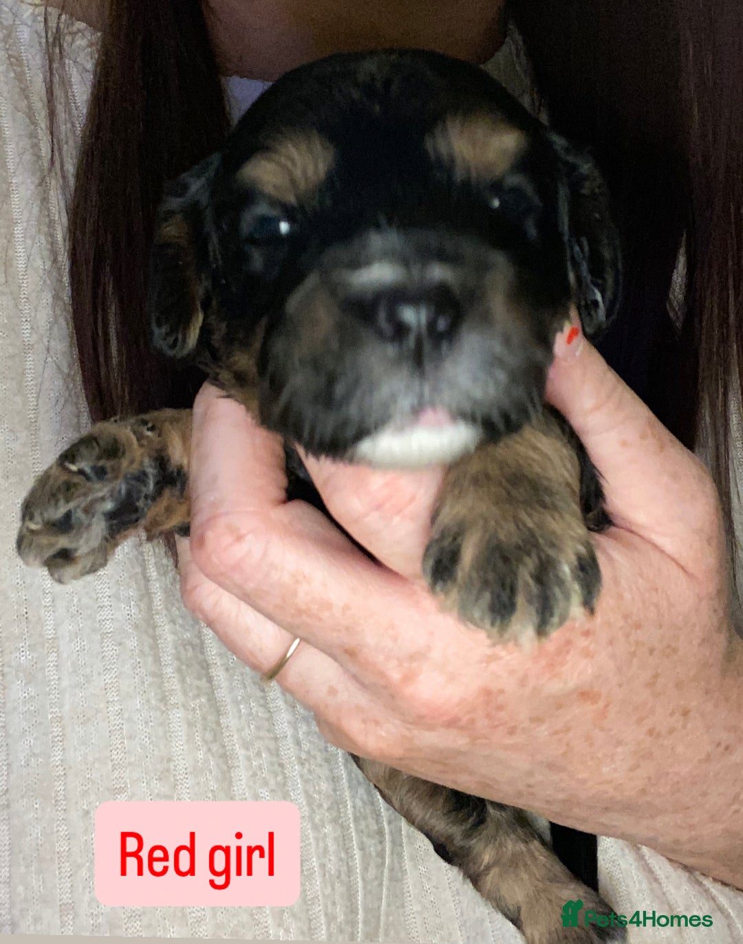 Cavapoo dogs for sale: Beautiful F1 cavapoos phantom 3 girls left 💜💖❤️ - Image 25