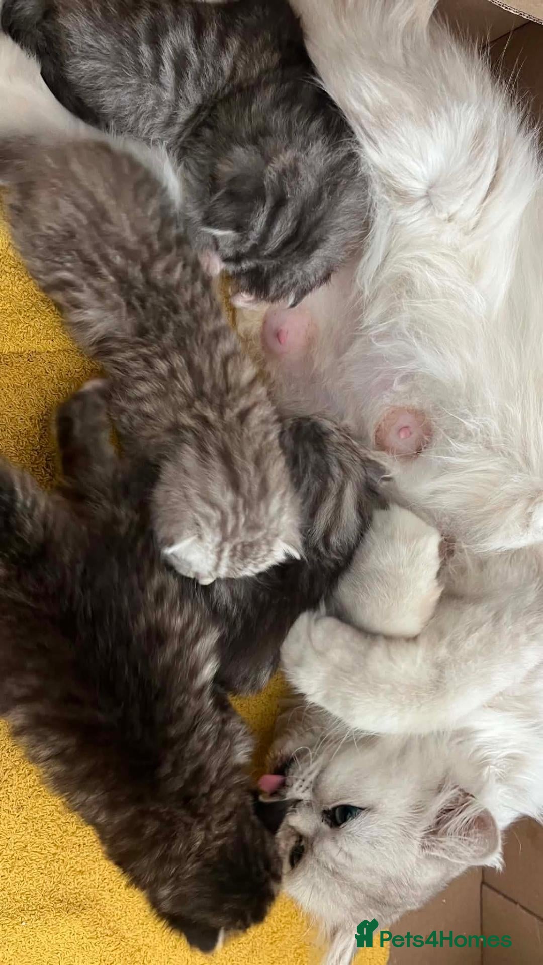 Mixed Breed cats Persian mixed  - Advert 6