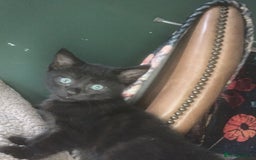 British Shorthair cats for sale: Playful girl - Image 9