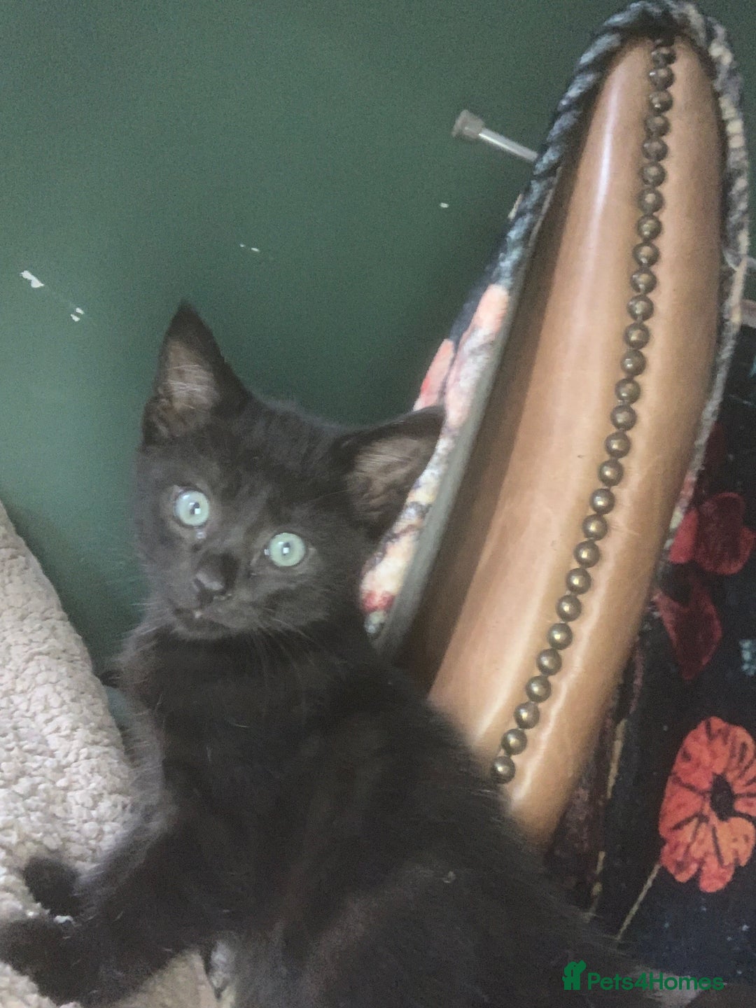 British Shorthair cats for sale: Playful girl - Image 9