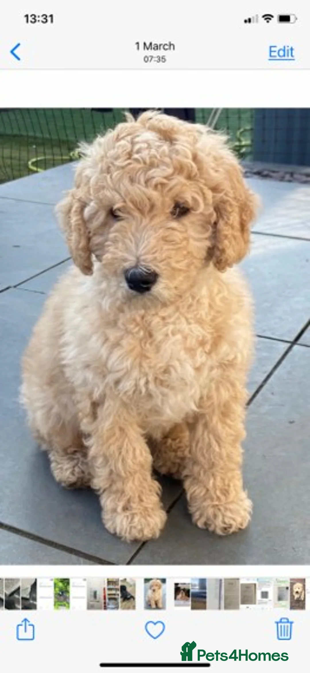 Labradoodle dogs for stud: Mini Doodle stud extensively DNA checked in Warrington - Advert 17