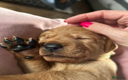 Labrador Retriever dogs for sale: Beautiful Labrador puppies 4 coats colour  - Image 14