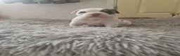 American Bulldog dogs for sale: Female Pocket Bully Pups For Sale - Advert 8