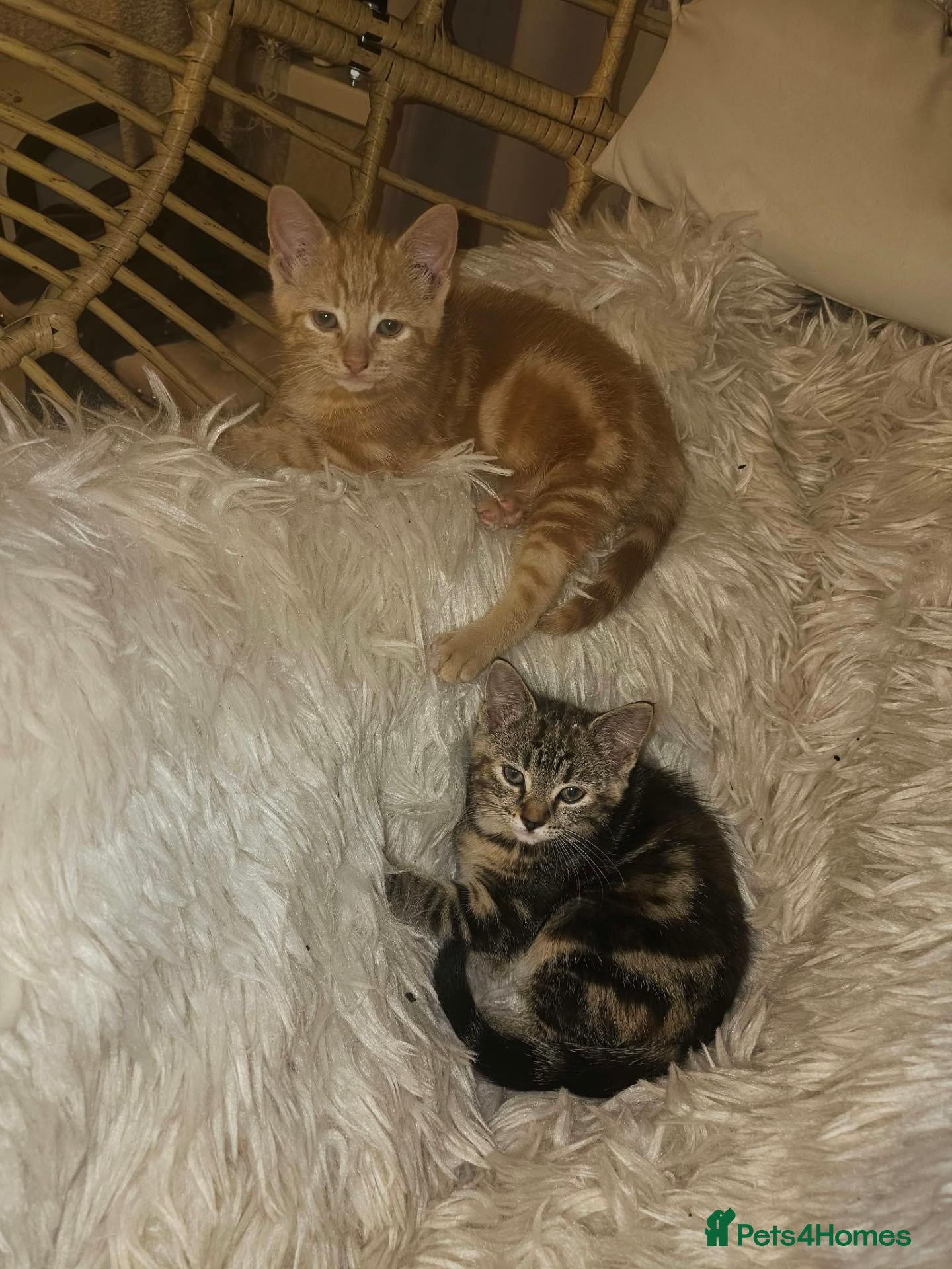 Mixed Breed cats 2 very beautiful kittens - Advert 2