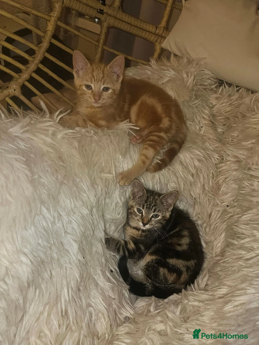 Mixed Breed cats for sale: 2 very beautiful kittens in Peterborough - Advert 2