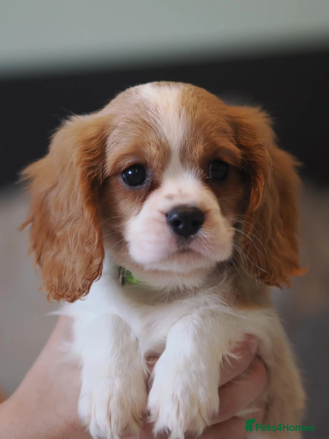 Cavalier King Charles Spaniel dogs for sale: KC Health Tested Cavalier King Charles Spaniel Pup - Advert 2
