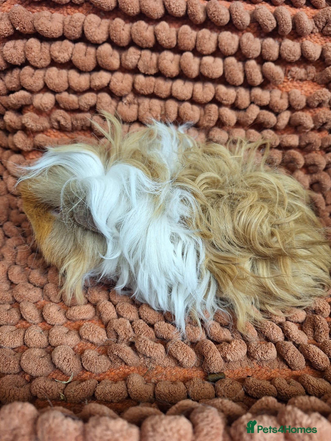Guinea Pig rodents for sale: Pairs of lunkarya guinea pig babies in Saltburn-by-the-Sea - Image 5