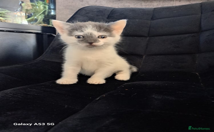 Mixed Breed cats - Advert 16