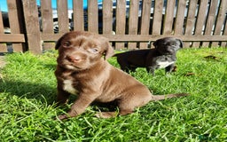 Mixed Breed dogs for sale: Collie cross rough haired Hungarian viszler  - Image 23