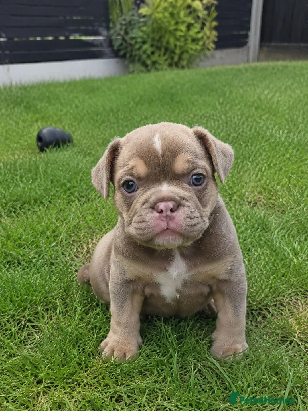 French Bulldog dogs for sale:  gorgeous French Bulldog puppies  in Manchester - Advert 2