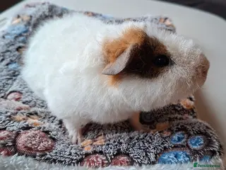 Guinea Pig rodents Gorgeous male Pure Teddy Guinea pigs - Advert 7