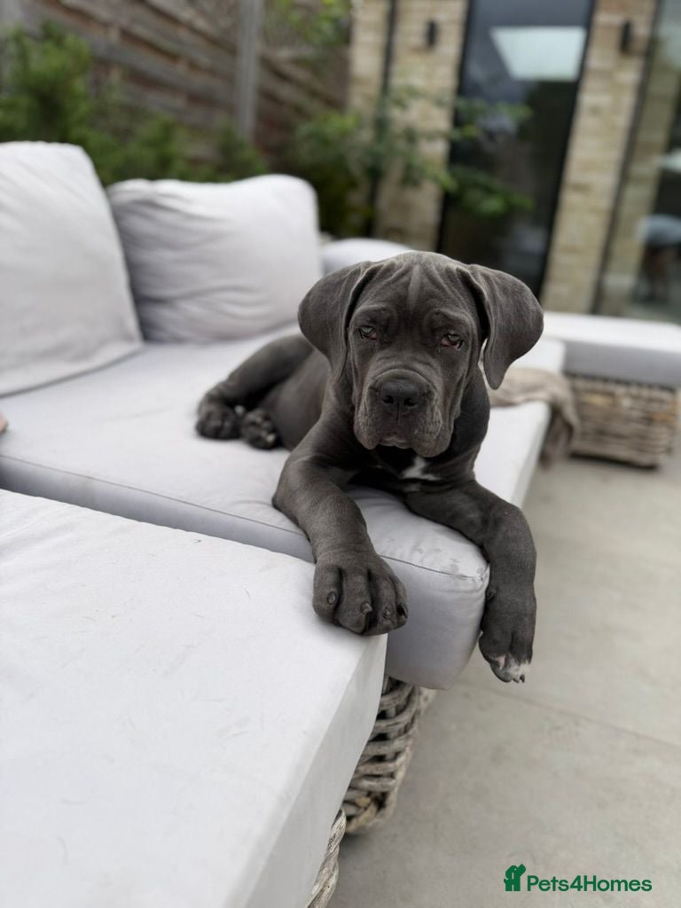 Cane Corso dogs Last Adorable Puppy Blue Cane Corso available - Advert 13