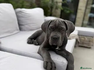 Cane Corso dogs Last Adorable Puppy Blue Cane Corso available - Advert 13