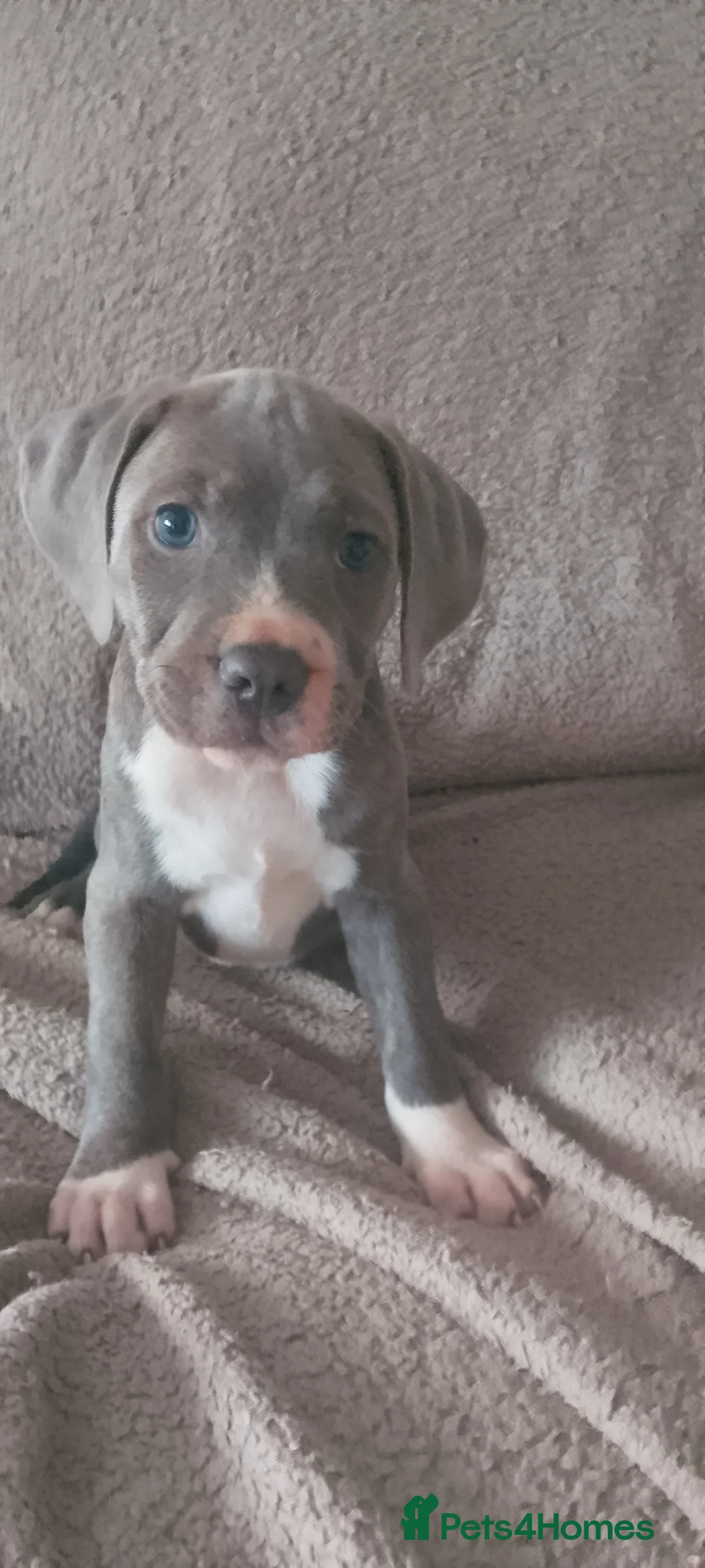 Staffordshire Bull Terrier dogs for sale: Blue black staffy pups  - Advert 36